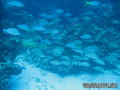 foto de buceo