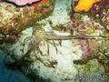 foto de buceo