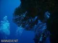 foto de buceo