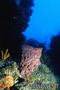 foto de buceo