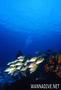 foto de buceo