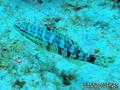 foto de buceo