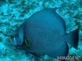 foto de buceo