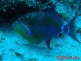 foto de buceo