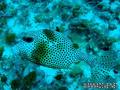 foto de buceo