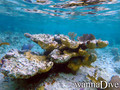 foto de buceo