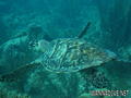 foto de buceo