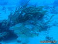 foto de buceo