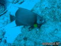 foto de buceo
