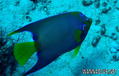 foto de buceo