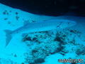 foto de buceo