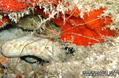 foto de buceo