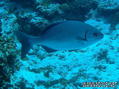 foto de buceo