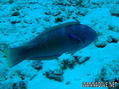 foto de buceo