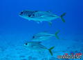 foto de buceo