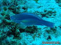 foto de buceo
