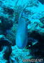 foto de buceo