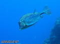 foto de buceo