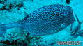 foto de buceo