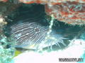 foto de buceo