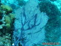 foto de buceo