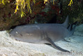 foto de buceo