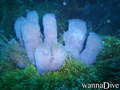foto de buceo