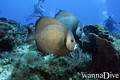 foto de buceo