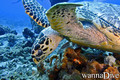 foto de buceo