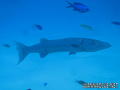 foto de buceo