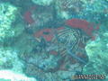 foto de buceo