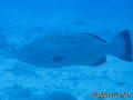 foto de buceo