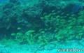 foto de buceo