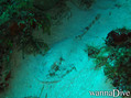 foto de buceo
