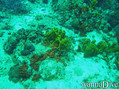 foto de buceo