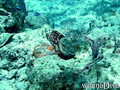 foto de buceo