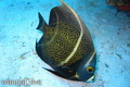 foto de buceo
