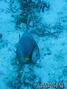 foto de buceo