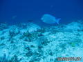 foto de buceo