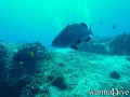 foto de buceo