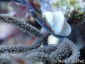 foto de buceo