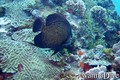 foto de buceo