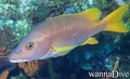 foto de buceo
