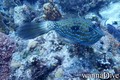 foto de buceo