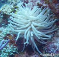 foto de buceo