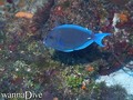 foto de buceo