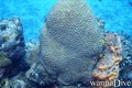 foto de buceo