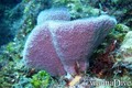 foto de buceo