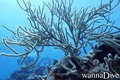 foto de buceo