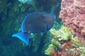 foto de buceo